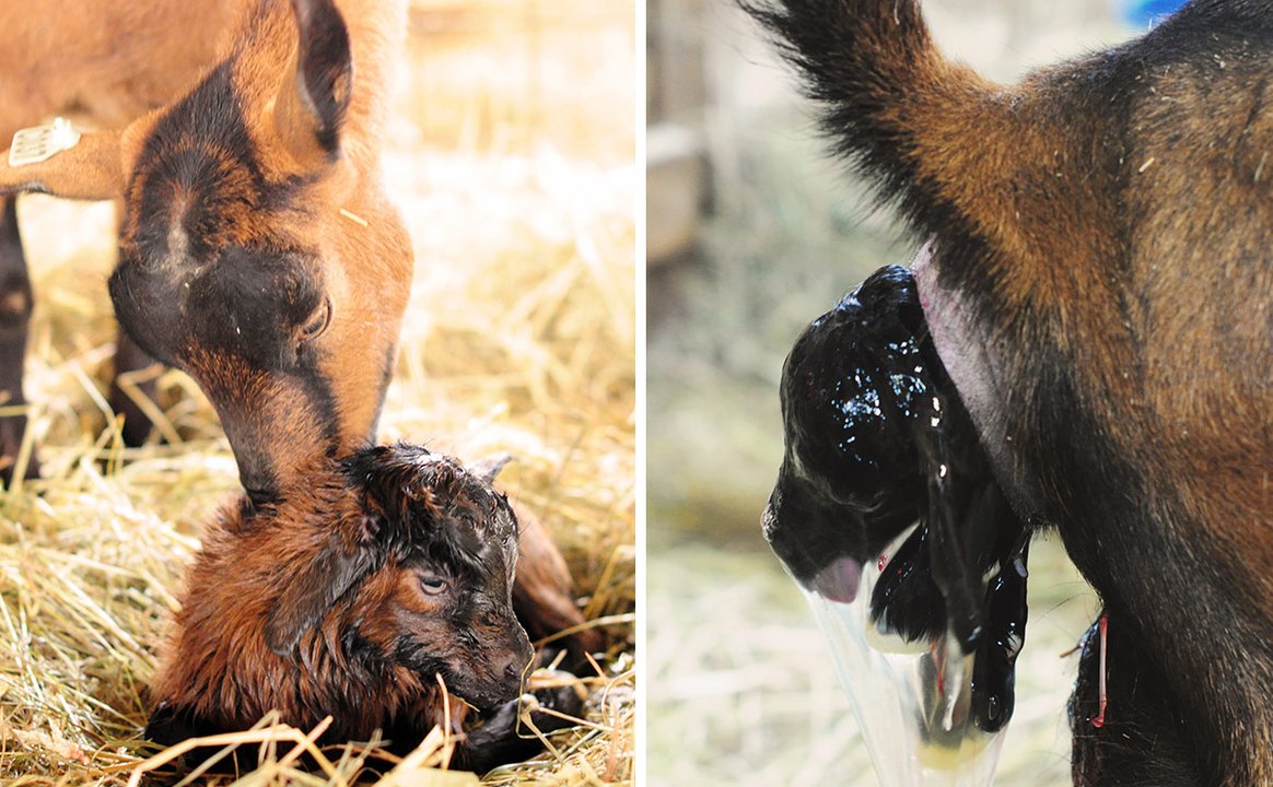 A goat giving birth to twins ||  Live Birth