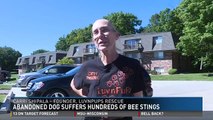 Cão abandonado após ser picado por centenas de abelhas