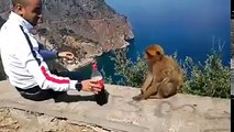 Vidéo du jour singe boit du coca cola  قرد يشرب الكوكا كولا