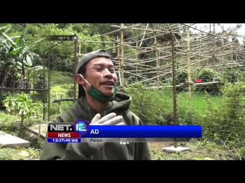 Lahir Seekor Bayi Owa Jawa di Konservasi - NET12