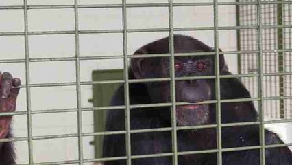 El mayor santuario de chimpancés de América Latina, un refugio contra los traumas