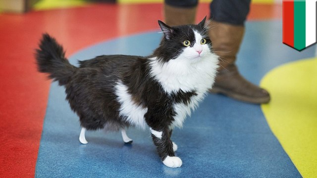 Robo-cat: Amputee stray cat ‘Pooh’ fitted with prosthetic paws in groundbreaking surgery - TomoNews