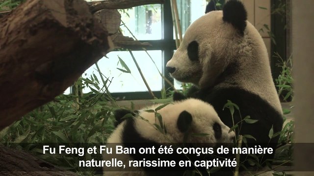 Les pandas jumeaux du zoo de Vienne fêtent leur six mois