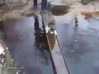 funny cat, katze hasst wasser,