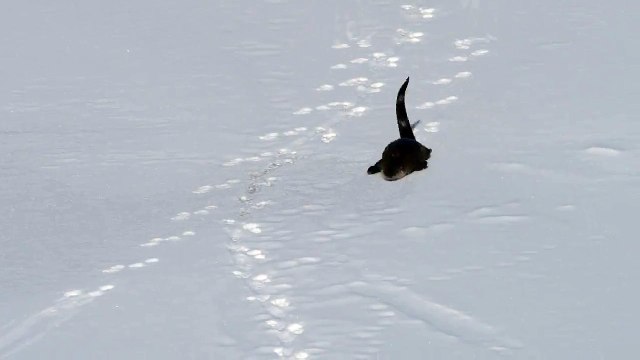 Une loutre de rivière s'amuse à glisser dans la neige