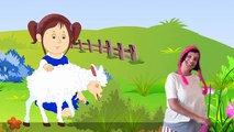 Mary Had A Little Lamb Nursery Rhyme With Lyrics - Cartoon Animation Rhymes & Songs for Children