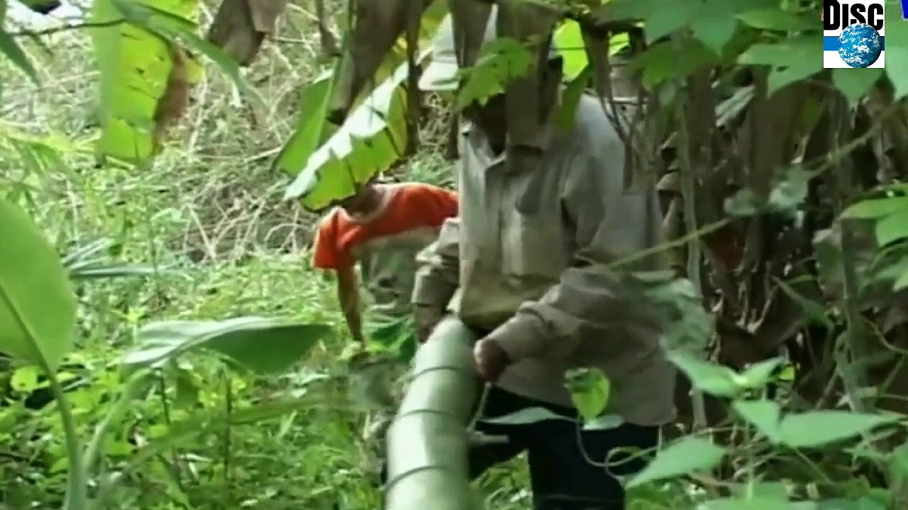 Put bosses Catch Eels With Bamboo