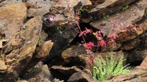 Reptiles - Lézard des murailles - La faune et la flore de M&M