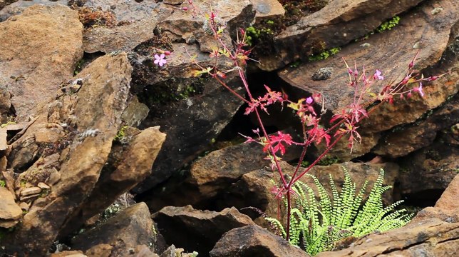 Reptiles - Lézard des murailles - La faune et la flore de M&M