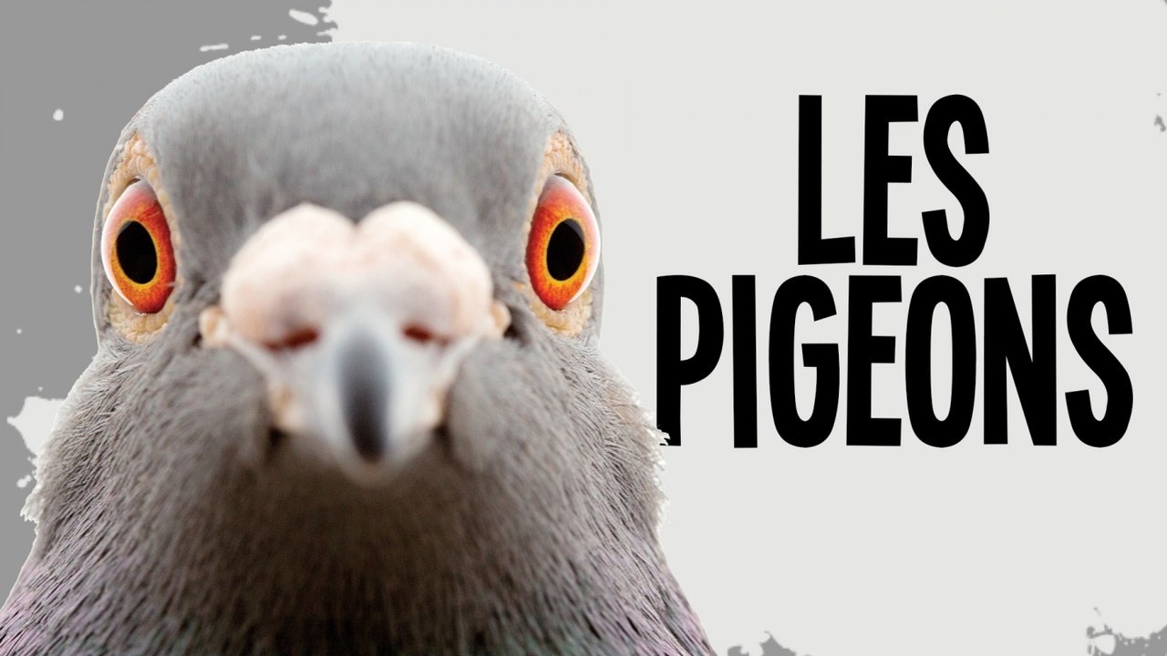 LES PIGEONS (cette arnaque)