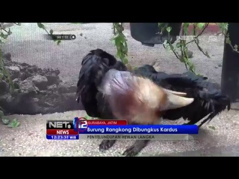 Burung Rangkong Dibungkus Kardus Penyeludupan Hewan Langka - NET12