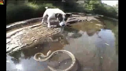 Snake vs dog who wins