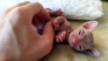 So cute  ! Accro aux papouilles, ce chaton adore que son maître qu'on lui gratte le ventre ! Il va vous faire craquer