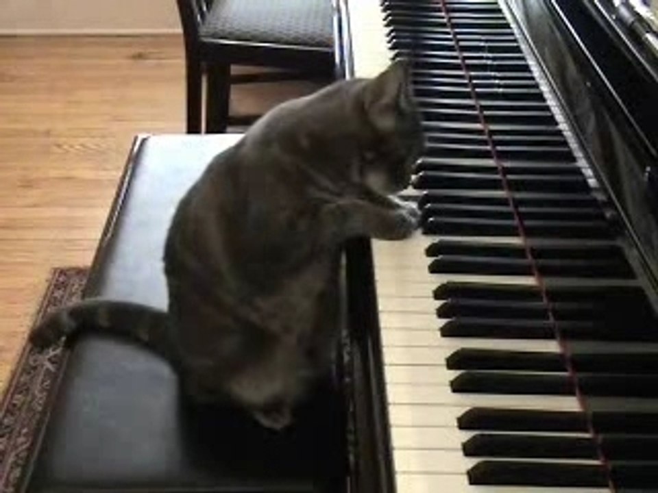 Un pti chat qui joue du piano