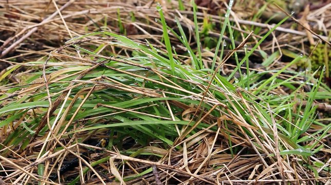 Amphibiens - Salamandre tachetée - La faune et la flore de M&M