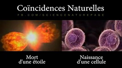 Une vidéo captivante de la nature et ses étranges coïncidences