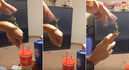 Une mante religieuse se bat contre un pouce humain !