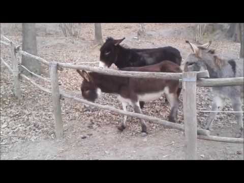 Donkey Struggling With Fence Gets Adorable Assistance