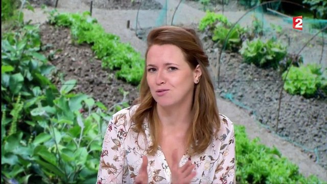 Alimentation : à la découverte des légumes anciens et de leurs vertus