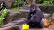 Keeping Animals Cool - Cincinnati Zoo