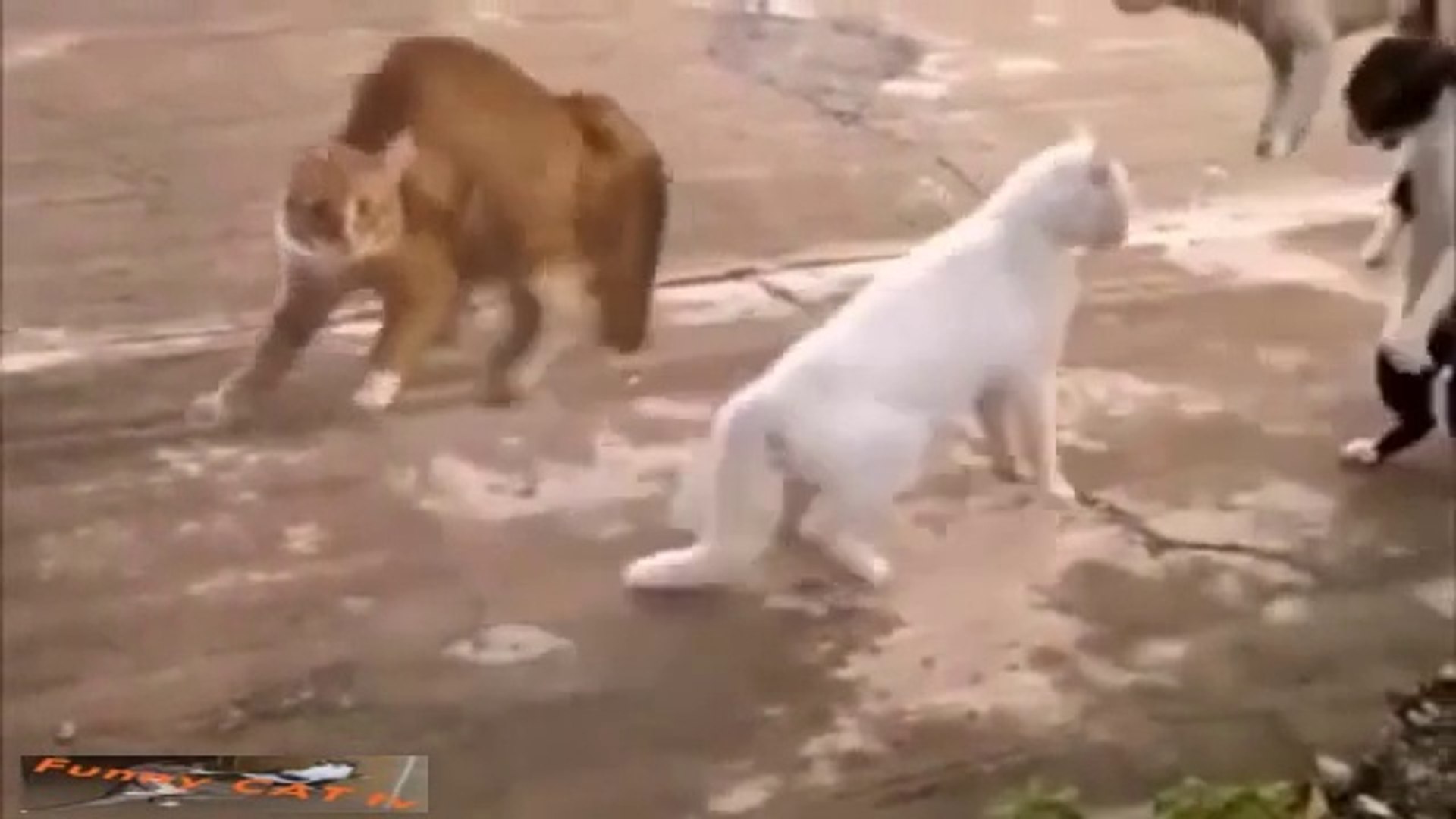 ⁣Funny CATs compilation talkin cat yoga cats combat cat so crazy