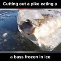 Vous n'allez pas en croire vos yeux : Un poisson piégé dans la glace au moment ou il tente d'en dévorer un autre