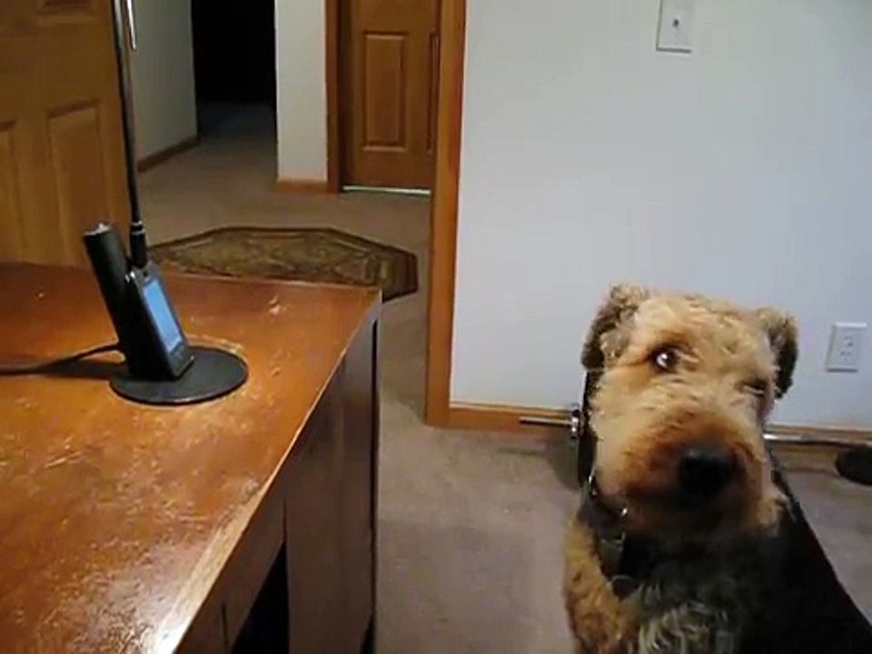 Une conversation hilarante entre un chien et sa patronne qui lui manque énormément !