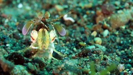 Liveaboard Life: The Indo Aggressor