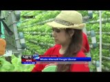 Wisata Kebun Hidroponik di Palembang - NET5