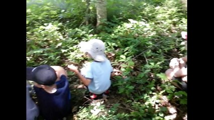 A la recherche du Renard_juillet2016