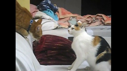 كوميديا حيوانات موووت ضحك