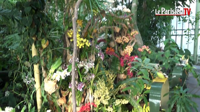 Mille et une orchidées à découvrir au jardin des Plantes