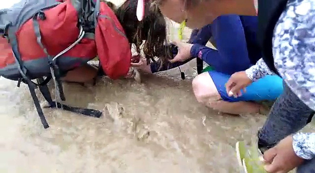 Turista foi querer pegar tubarão para tirar foto e se deu MAL