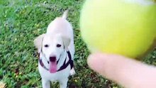 Dogs love this giant tennis ball