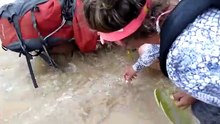 Turista pega em filhote de tubarão para tirar foto e acaba mordida