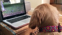 Puppy watches YouTube video of squirrels and desperately wants to play with them