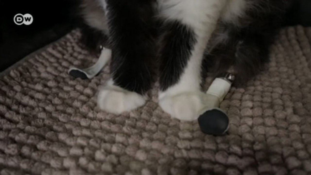 Prótese ajuda "gato biônico" a voltar a andar