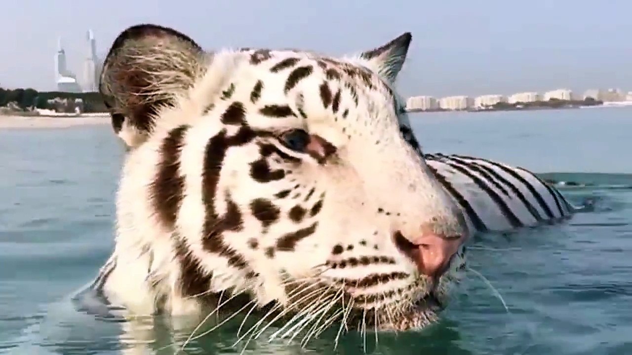 Five Tigers Play and Fun at Jumeirah Beach Near Burj Al Arab Hotel Dubai UAE.