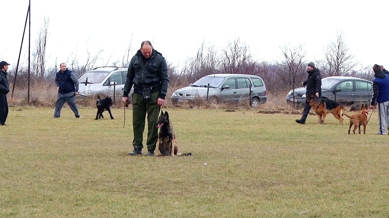 Fea The Belgian Malinois - Training