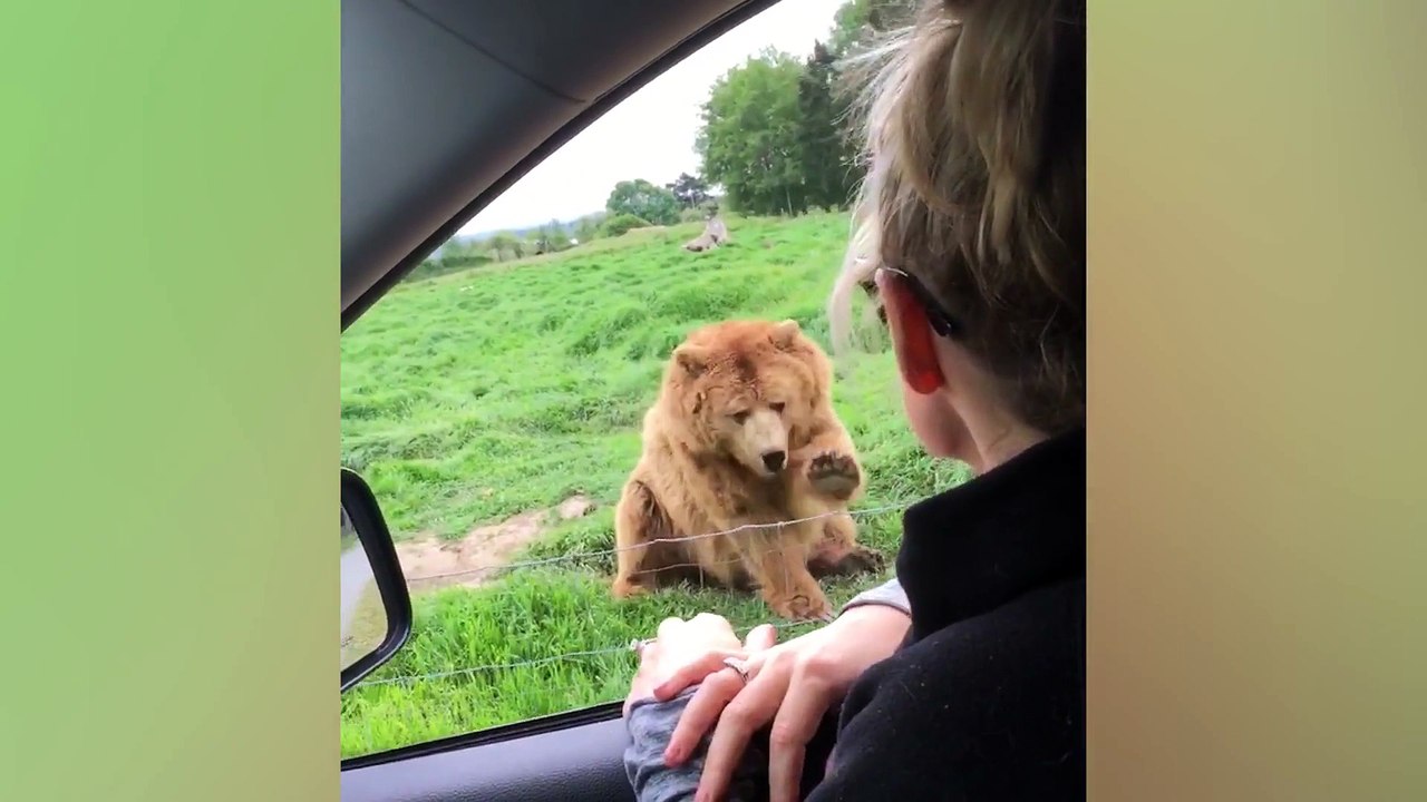 10 Reasons You Shouldn't Go On Safari