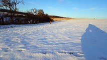 Hund im Schnee Zeitlupe