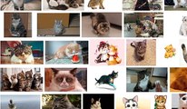 cats gifs