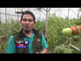 Petani di Lembang Kembangkan Tomat Bernilai Ekonomi Tinggi - NET12