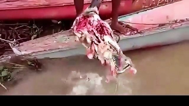 CHOC ! Des piranhas dévorent une tête de taureau en 40 secondes !