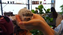 Hedgehog Cafe in Tokyo Offers Cuddle Buddies and Coffee.