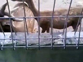 Gembira loka lihat rusa bertanduk Ayo Adelio Beri Makan rusanya ...