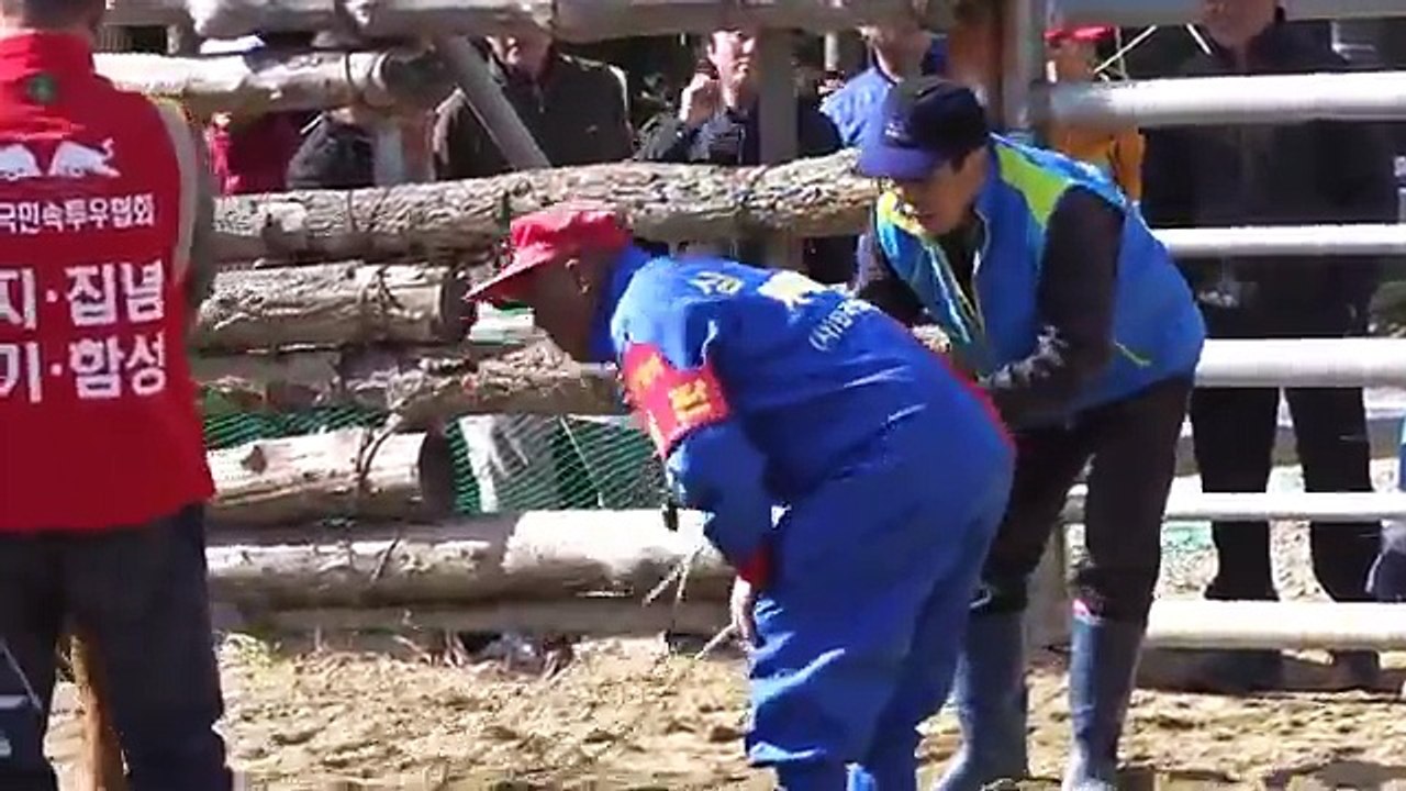 흥미와 박진감 넘치는 2016년 10월30일 정읍 전국 민속 소싸움 대회 실황