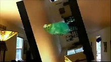 mon bel oiseau