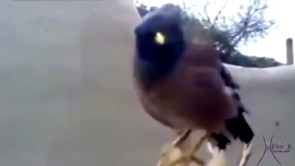 O Passaro que imita bebê chorando