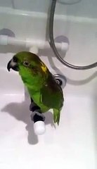 Papagaio cantando no chuveiro